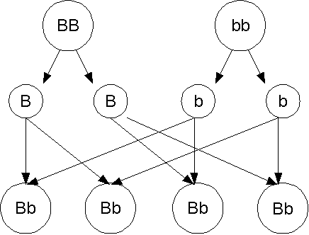 dihybrid cross with four hetrozygous parents