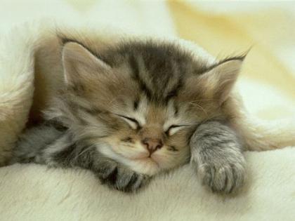 Cute Cats  Kittens on Cute Cats    Page 15   Ask Me Help Desk