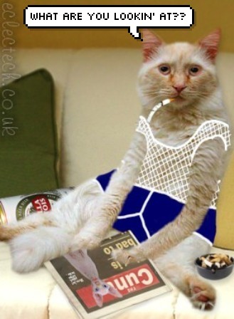 Cute   Cats on Name  What Jpgviews  899size  38 4 Kb