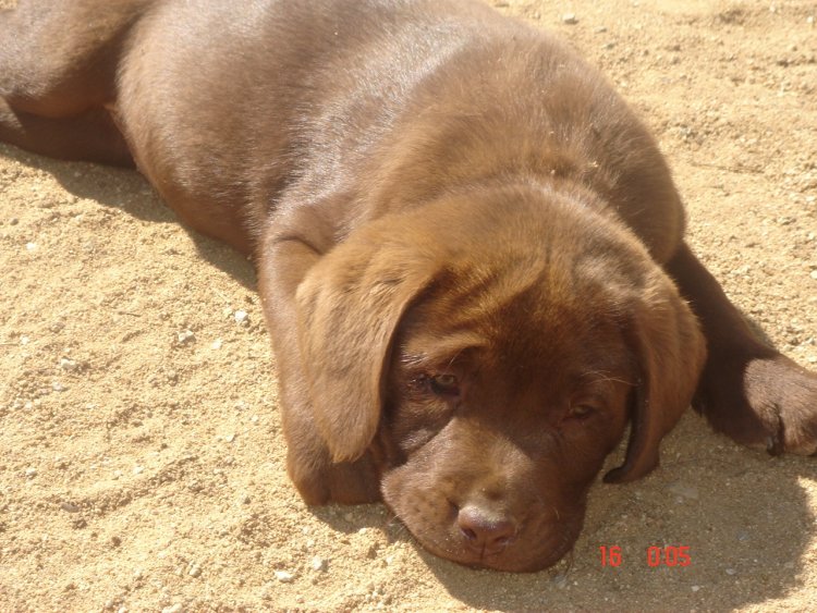 shih tzu weepy lab puppies page 2 images gallery shih tzu weepy lab puppies page 2 images gallery