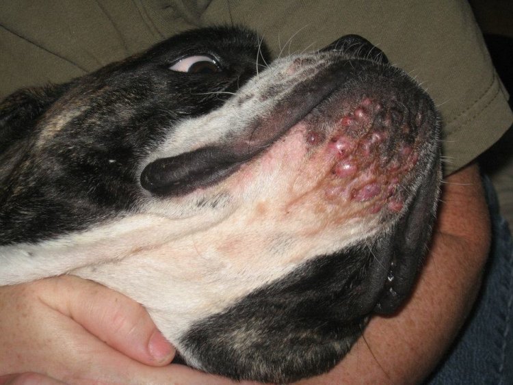 puppy acne pimples on chin pictures to pin on pinsdaddy puppy acne pimples on chin pictures to pin on pinsdaddy