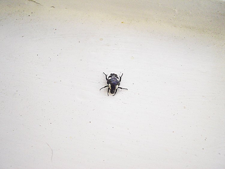 Expert needed. Black beetle with white markings!