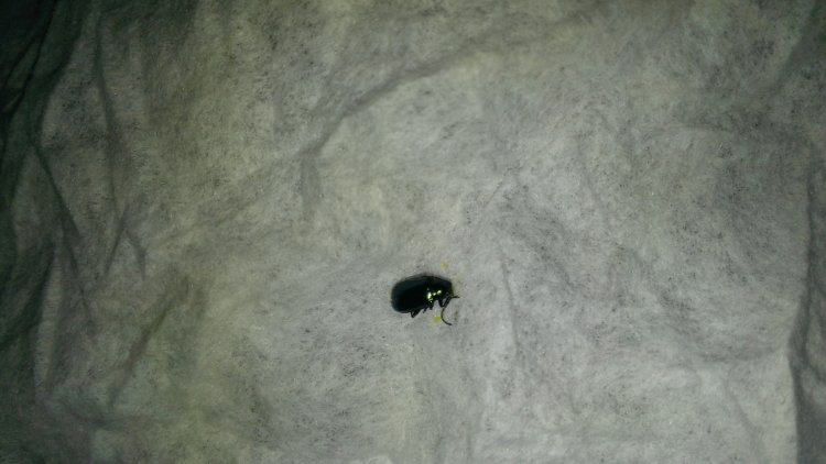... bug that I found on my couch, Please tell me that it is not bed bugs