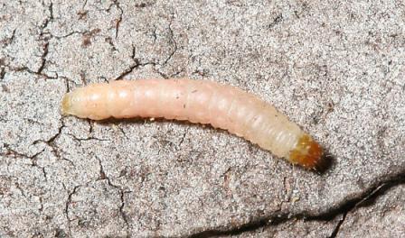 moth larvae image