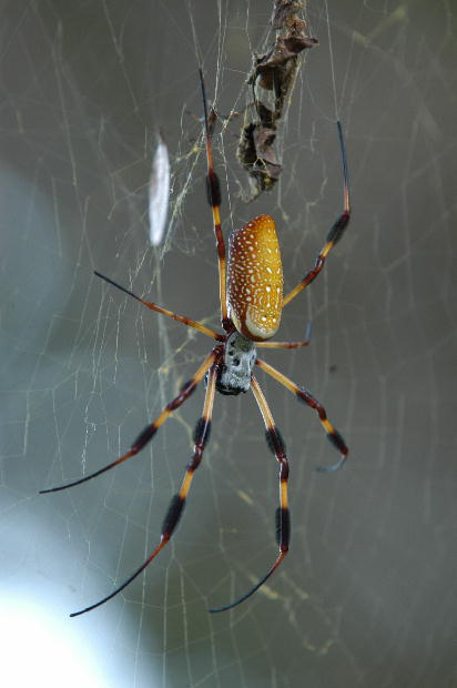 7741d1208141039-10-legged-spider-amor-banana-20spider-20mom.jpg