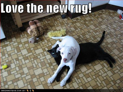 Dogscatswallpaper on 27100d1259817466 Few Funnies Funny Dog Pictures New Black Cat Rug Jpg
