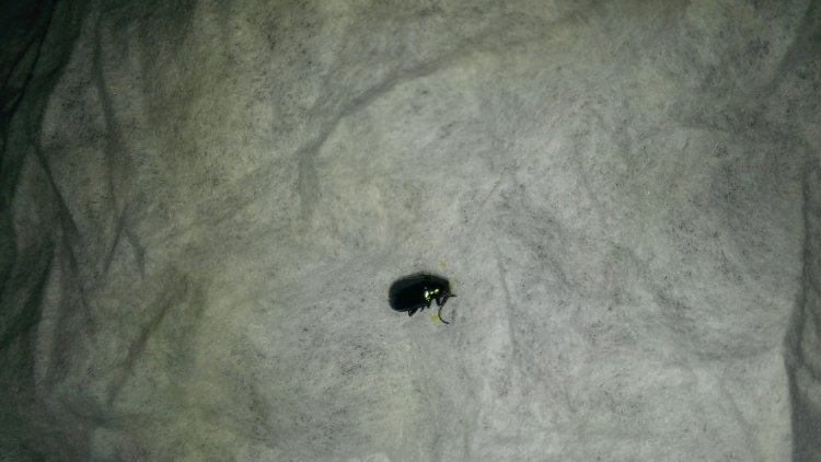 ... bug that I found on my couch, Please tell me that it is not bed bugs ... bug that I found on my couch, Please tell me that it is not bed bugs