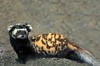 Dyskresiac's Avatar
