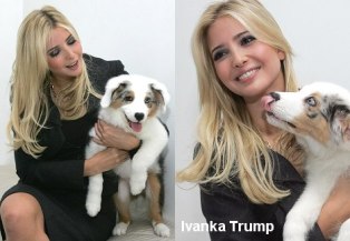 Name:  ivanka-trump-little-shelter-rescue.jpg
Views: 24
Size:  18.7 KB