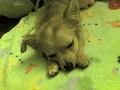 Name:  Lily dozing.jpg
Views: 21
Size:  12.3 KB