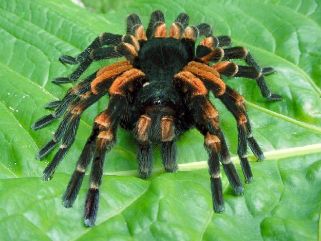 Name:  A-BIG-spider-11099[1].jpg
Views: 163
Size:  90.3 KB