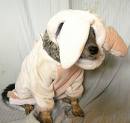 Name:  dingo.jpg
Views: 42
Size:  3.2 KB