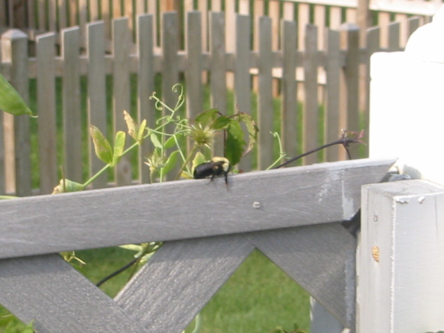 Name:  Fuzzy yelllow & black bug 1_IMG.JPG
Views: 1184
Size:  128.6 KB