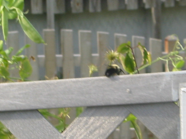 Name:  Fuzzy yellow & black bug 2_IMG.JPG
Views: 1576
Size:  118.9 KB