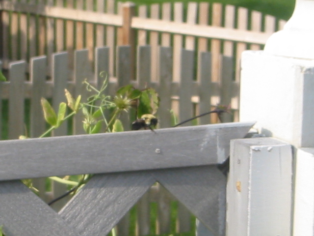 Name:  Fuzzy yellow & black bug 3_IMG.JPG
Views: 1231
Size:  124.8 KB