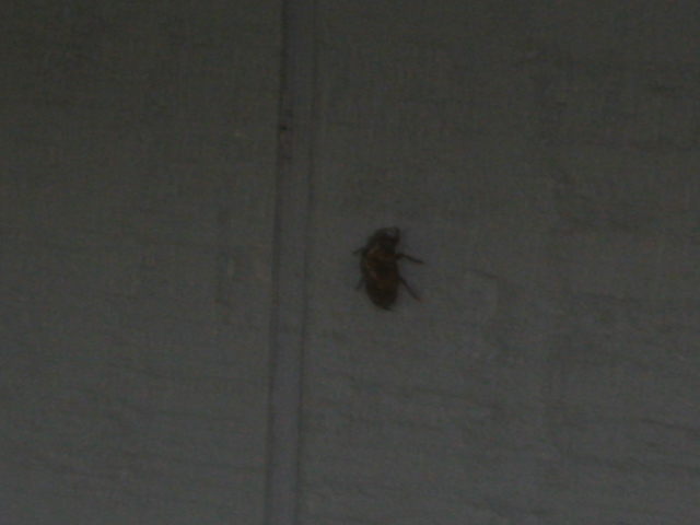 Name:  What is it 1_IMG.JPG
Views: 1149
Size:  82.2 KB