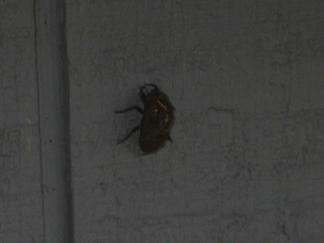 Name:  What is it 2_IMG.JPG
Views: 1592
Size:  89.1 KB