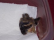 Name:  Oreo and Kilala 033.jpg
Views: 3225
Size:  4.7 KB