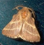 Name:  moth.bmp
Views: 691
Size:  67.1 KB