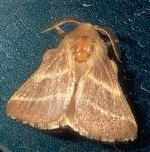 Name:  moth.bmp
Views: 715
Size:  67.1 KB