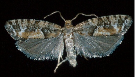 Name:  moth2.bmp
Views: 729
Size:  123.6 KB