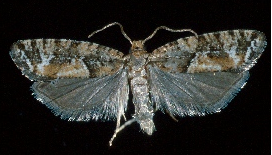 Name:  moth2.bmp
Views: 741
Size:  123.6 KB