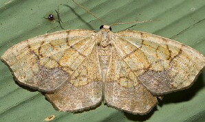 Name:  moth.bmp
Views: 513
Size:  155.8 KB