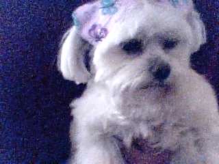 Name:  Picture 22.jpg
Views: 425
Size:  10.2 KB