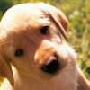 Name:  Labrador-Puppy[1].jpg
Views: 18
Size:  32.5 KB