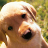 Name:  Labrador-Puppy[1].jpg
Views: 21
Size:  32.5 KB