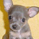 Name:  Big-Eyed-Puppy[1].gif
Views: 20
Size:  7.0 KB