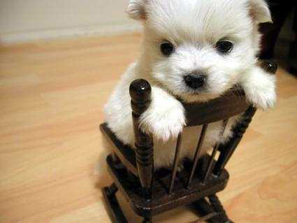 Name:  pup.jpg
Views: 15
Size:  60.7 KB
