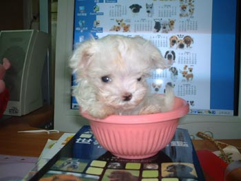 Name:  cuteydog.bmp
Views: 18
Size:  270.2 KB