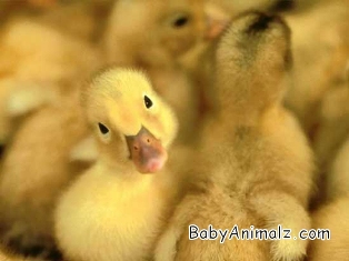 Name:  DUCKY.jpg
Views: 26
Size:  45.8 KB