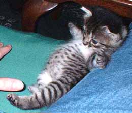 Name:  gray-tabby-kitten[1].jpg
Views: 25
Size:  13.9 KB