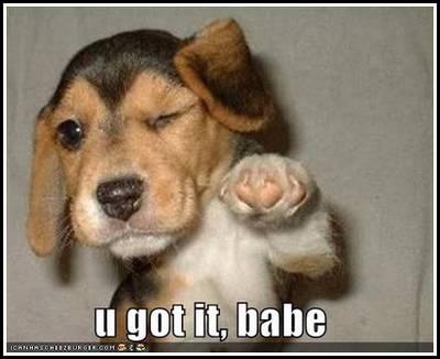 Name:  loldog-funny-pictures-you-got-it-babe.jpg
Views: 25
Size:  19.6 KB