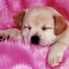 Name:  Soft-Puppy[1].jpg
Views: 32
Size:  31.3 KB
