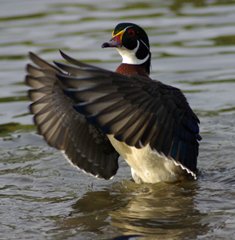 Name:  wood-duck-flapping-1136m.jpg
Views: 30
Size:  59.2 KB