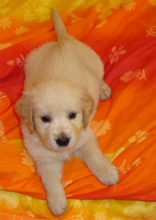 Name:  goldenretriever[1].jpg
Views: 29059
Size:  23.5 KB