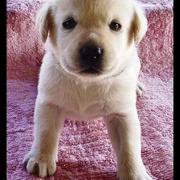 Name:  labrador_young_pup_golden[1].jpg
Views: 27790
Size:  8.6 KB
