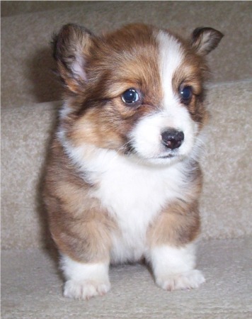 Name:  corgi[1].jpg
Views: 44912
Size:  43.7 KB