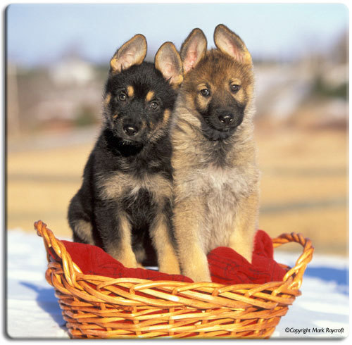 Name:  GermanShepherdpuppies[1].jpg
Views: 26607
Size:  61.1 KB