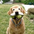 Name:  Balls_s[1].jpg
Views: 31
Size:  5.2 KB