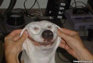 Name:  dog_with_forced_smile.jpg
Views: 26
Size:  11.2 KB