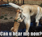Name:  dog in butt.bmp
Views: 35
Size:  53.7 KB