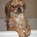 Name:  Mad_Wet_Dog_s[1].jpg
Views: 32
Size:  3.8 KB