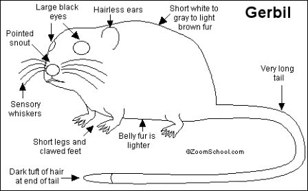Name:  Gerbil.gif
Views: 39
Size:  11.9 KB