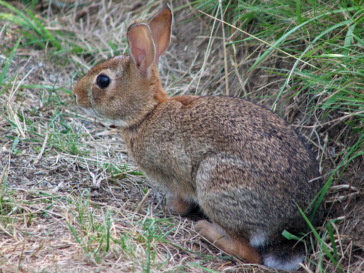 Name: DSCF2126a.jpg
Views: 773
Size: 182.0 KB