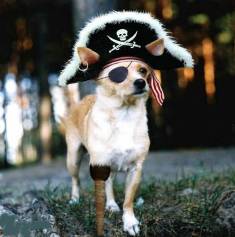 Name:  PirateDog.jpg
Views: 54
Size:  11.1 KB