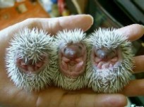 Name:  porcupine-baby[1].jpg
Views: 24
Size:  12.5 KB